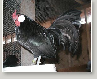 Black Rosecomb Rooster