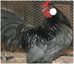 Blue Rosecomb Rooster