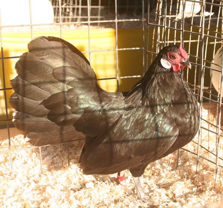 Black Rosecomb Hen