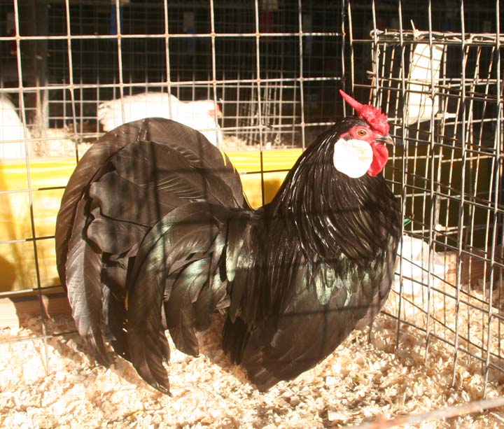 Black Rosecomb Rooster